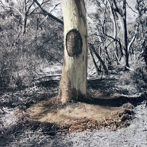 James Tylor, 'Un-Resettling (Scar Tree)', hand coloured digital print, 2016 // courtesy of the artist