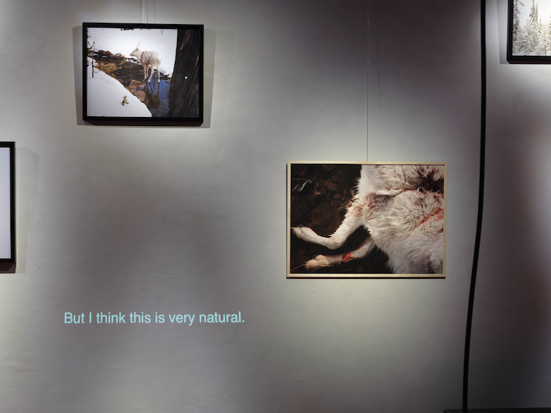 a series of images of wolves and land are mounted on a grey wall, with words projected across the bottom 