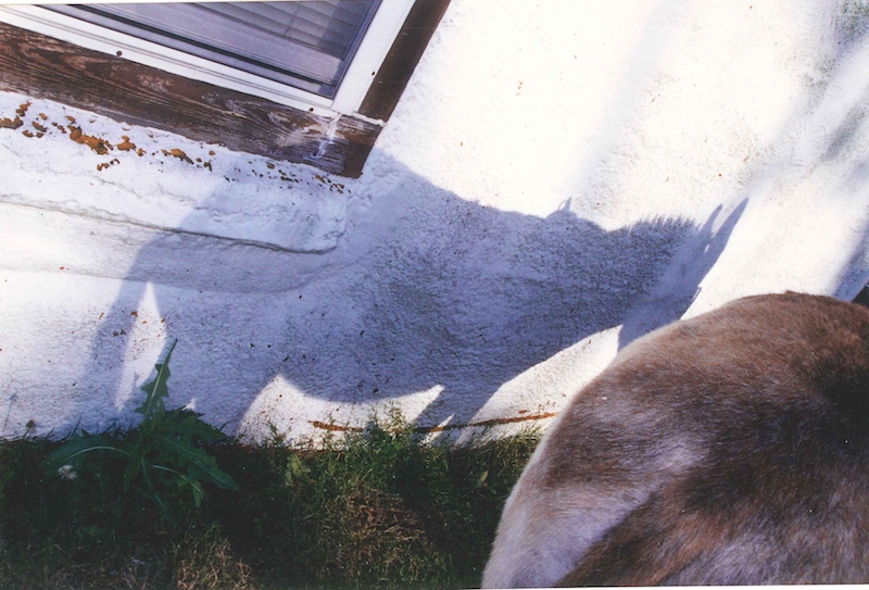 the shadow of a donkey on the white wall of a house