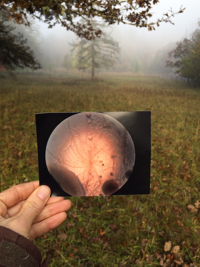 a hand holds a photograph in front of a fog covered field