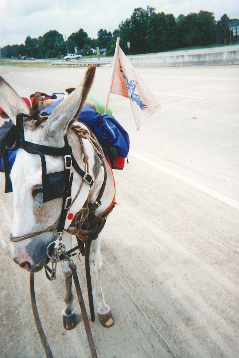 a donkey with blinders and gear packed on their back stands on a dirt road