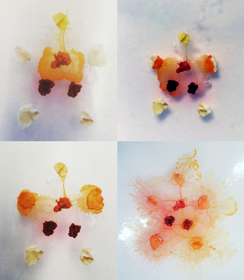several colorful slime shapes that resemble bacteria under a microscope