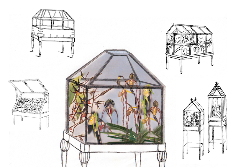 sketches of orchid display cases by artist Bita Razavi