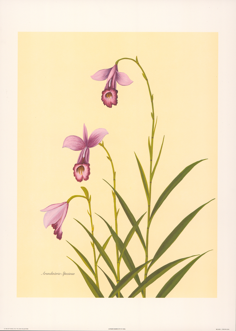 a lithograph of a pale purple bamboo orchi