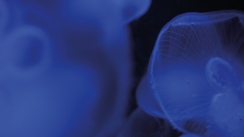 Up close image of two blue jelly fish against a black background
