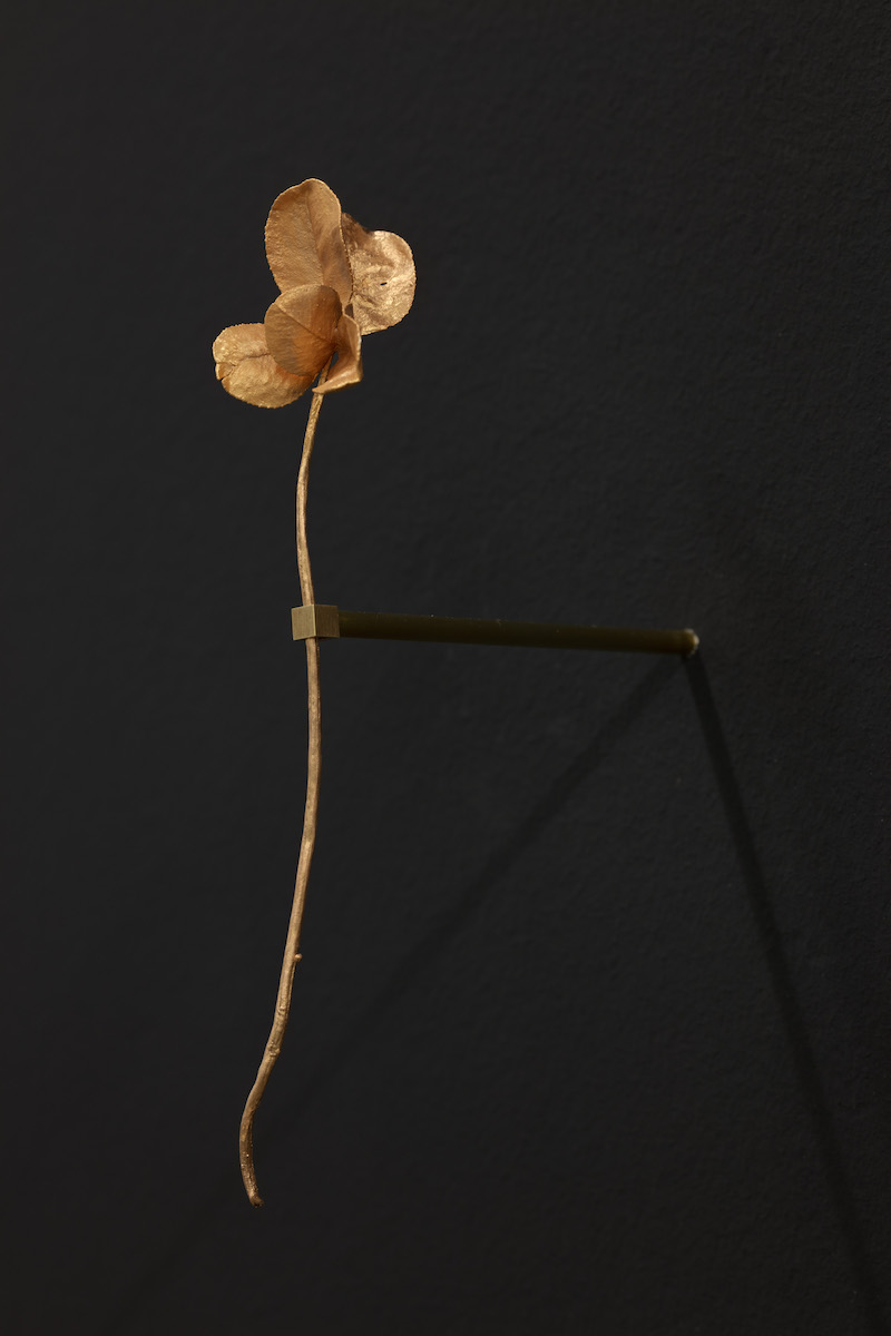 photo of a clover cast in gold, mounted on a black wall