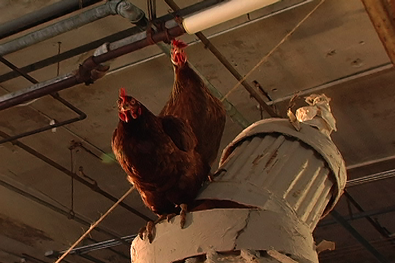 a chicken stands on a model of the roof of the Capitol in the US