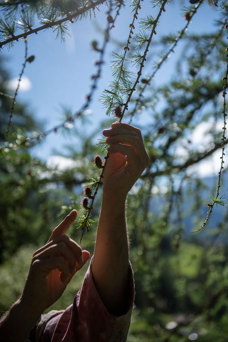 A man's hand touches a tree branch