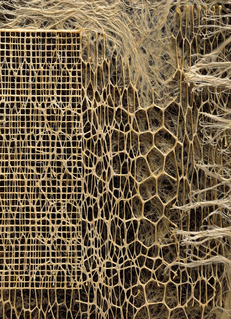 A close-up of a small art work made of dried roots grown into intricate patterns