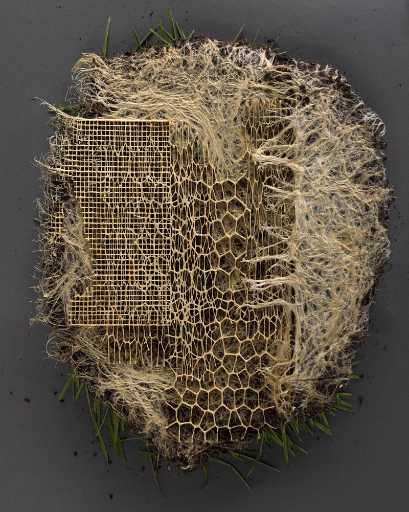 A small art work made of dried roots grown into intricate patterns