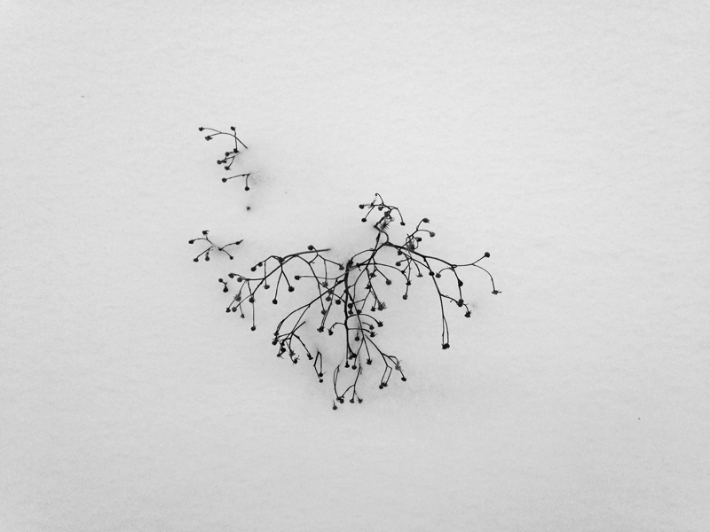 Part 2 of Photo Essay by Sophie Jodoin. It is a black and white image of twigs sticking out of the snow