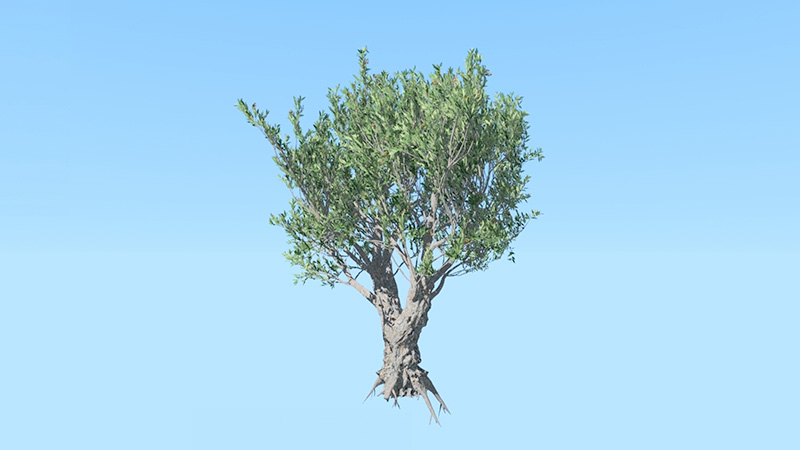 CGI animation of a tree against a blue background