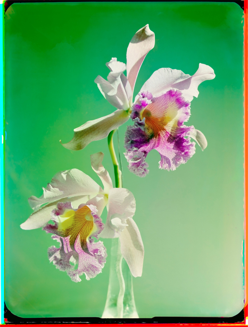 Werner Bischof: 'Orchids Study,' 1943