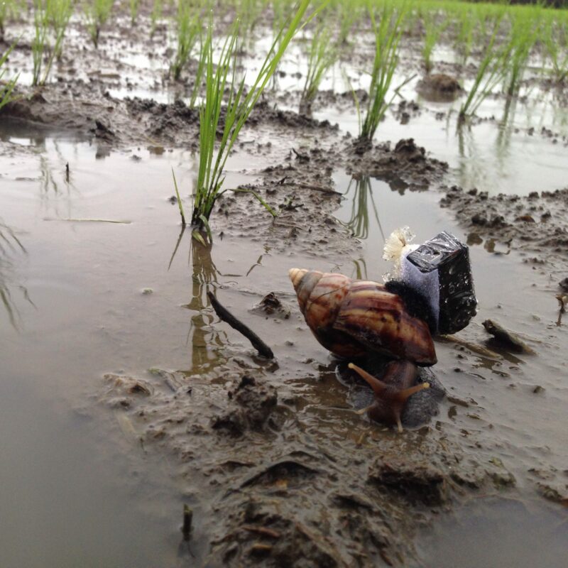 snail in the mud